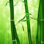 fresh bamboo