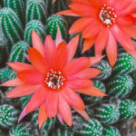 cactus flower