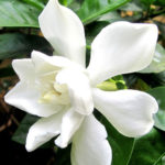 gardenia