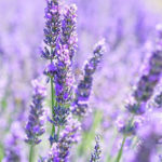 lavender flowers