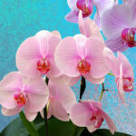 orchid