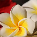 plumeria