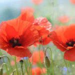 wild peach poppies