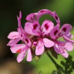 rose geranium