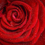 red rose petals