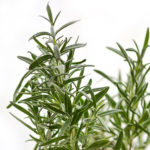 rosemary