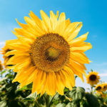 sunny day sunflower